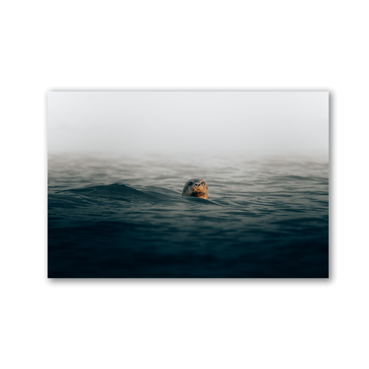 Curious Ocean Seal by Philipp Pilz - Affengeile Bilder