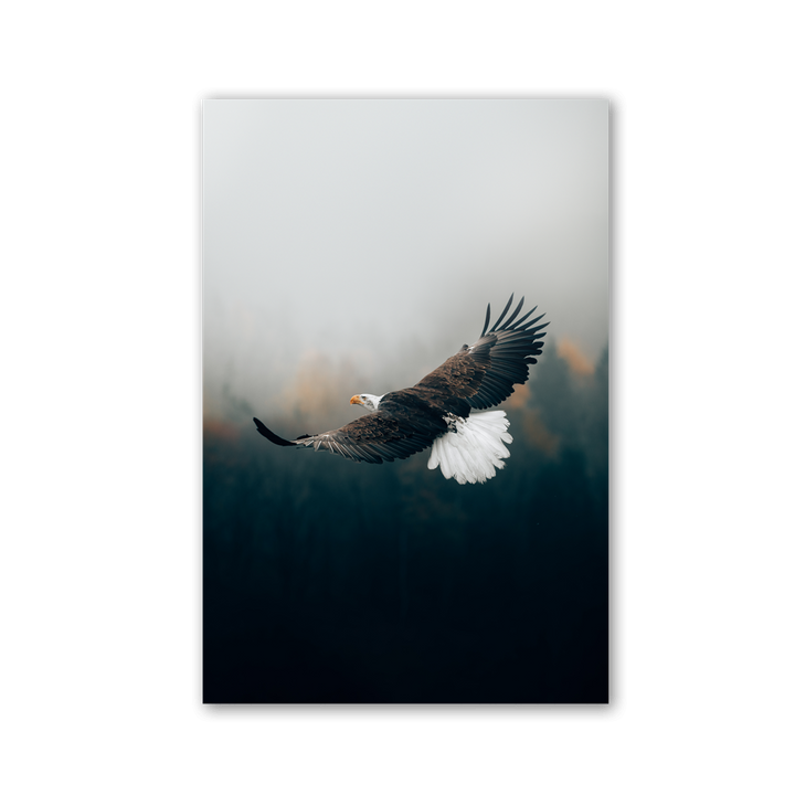 Majestic Eagle Gliding by Philipp Pilz - Affengeile Bilder