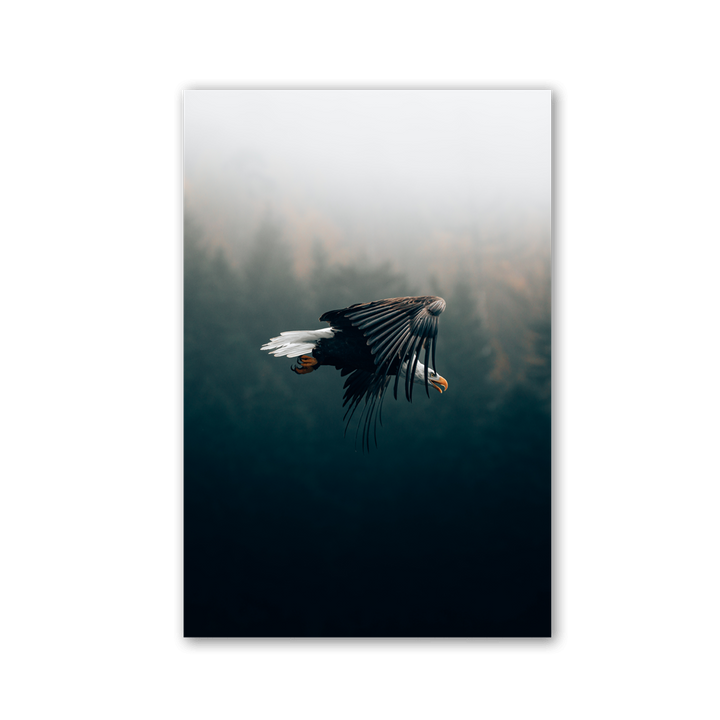 Eagle Flight Through Fog by Philipp Pilz - Affengeile Bilder