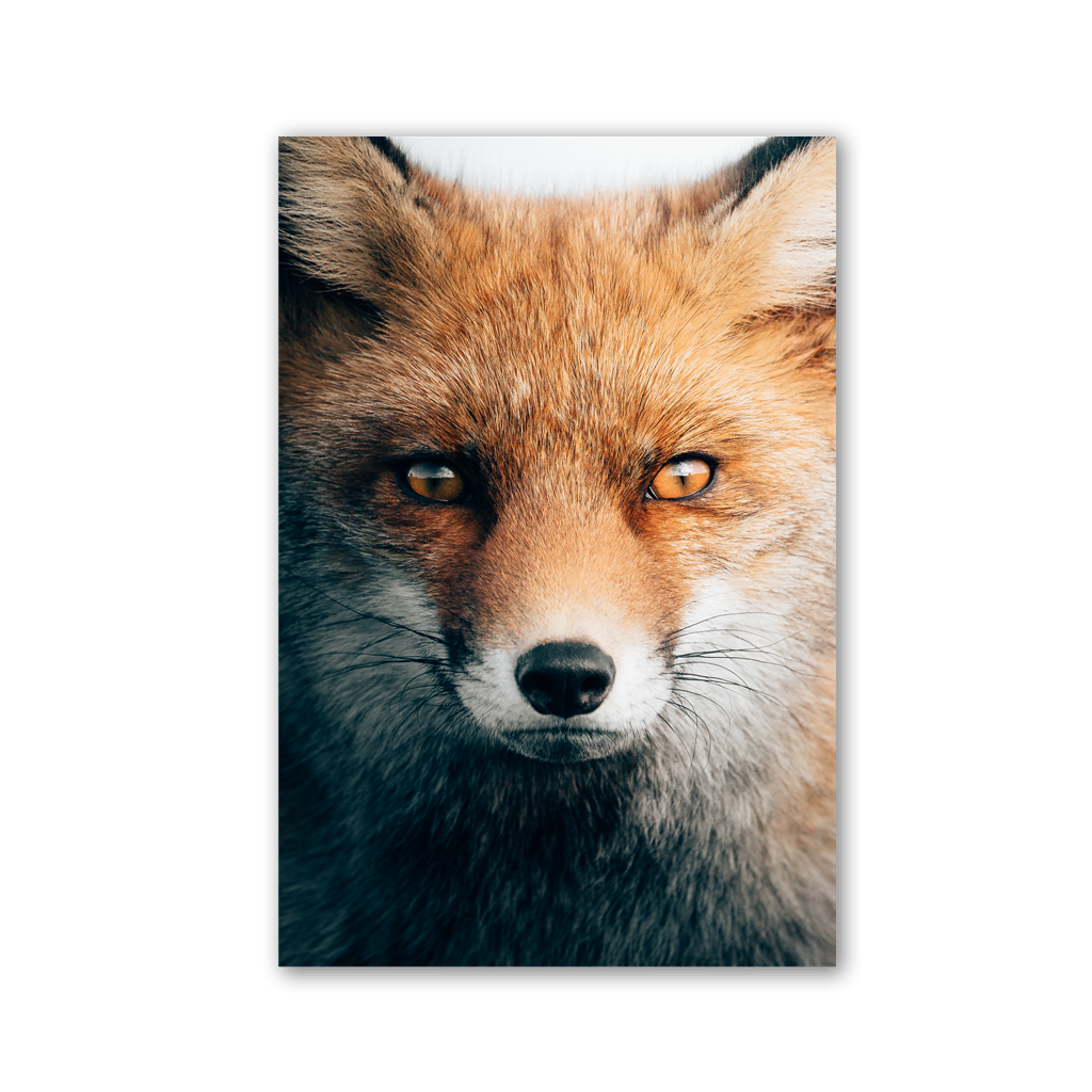 Golden Fox Portrait by Philipp Pilz - Affengeile Bilder