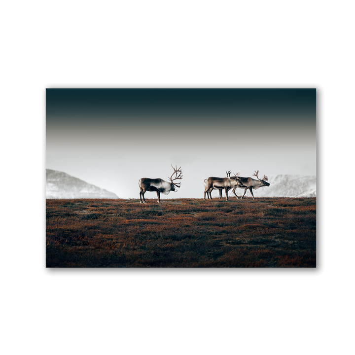 Tundra Reindeer Herd by Philipp Pilz - Affengeile Bilder