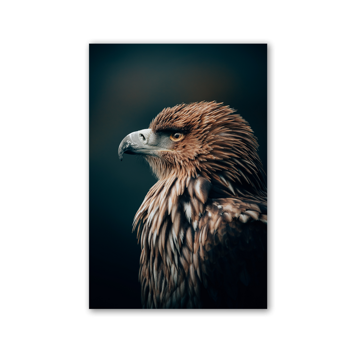 Regal Eagle Profile by Philipp Pilz - Affengeile Bilder