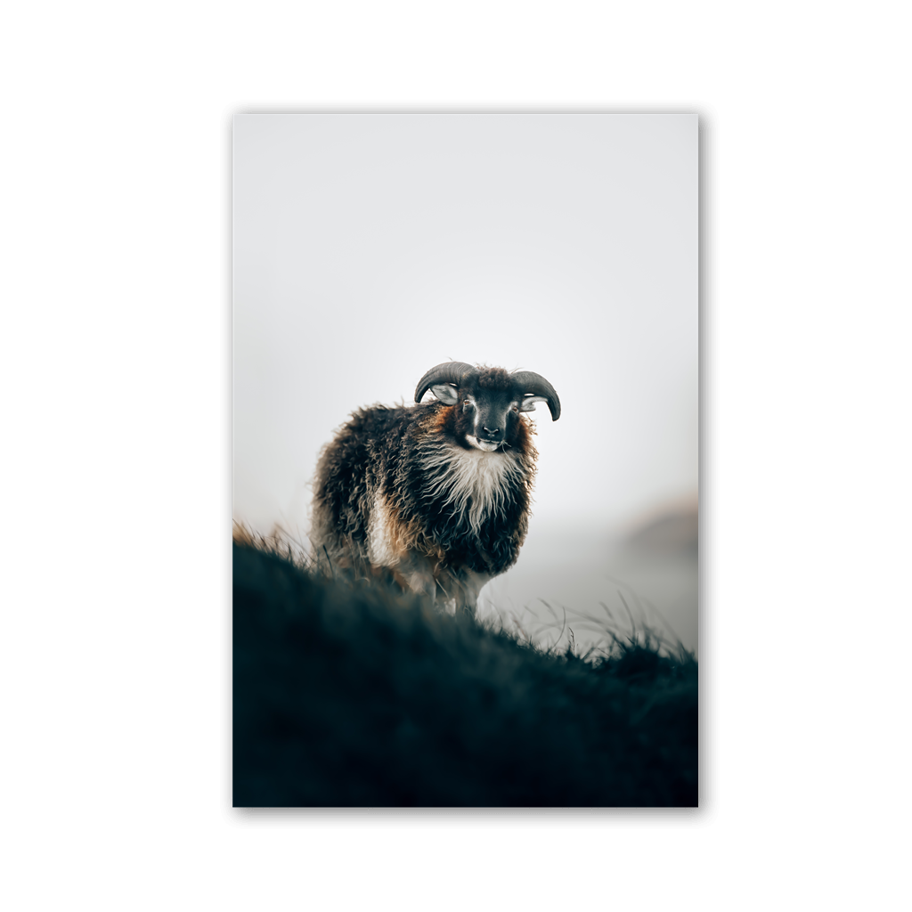 Horned Sheep on Mist Ridge by Philipp Pilz - Affengeile Bilder