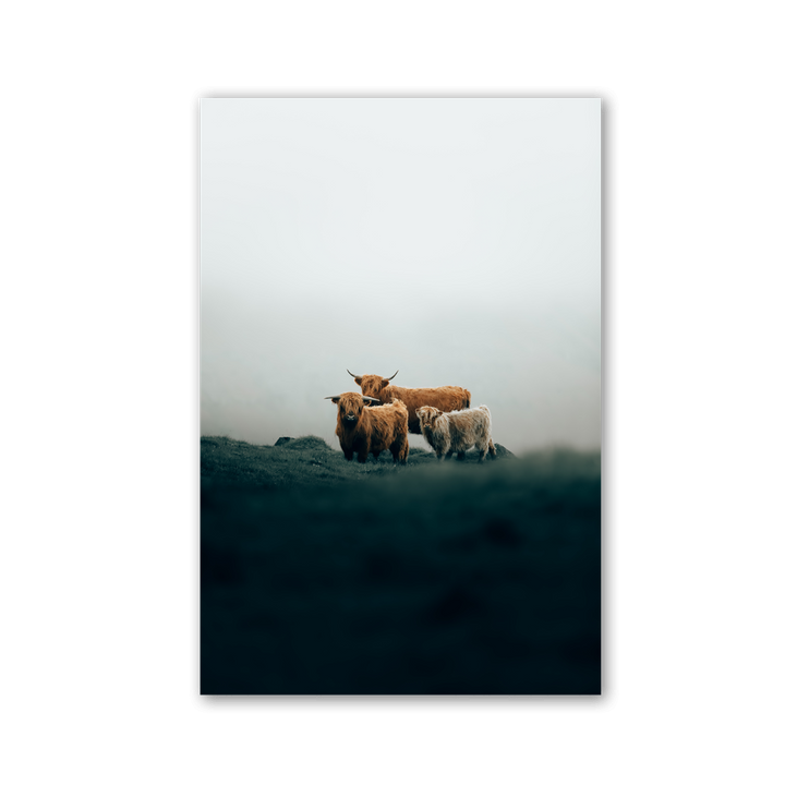 Scottish Highland Trio by Philipp Pilz - Affengeile Bilder