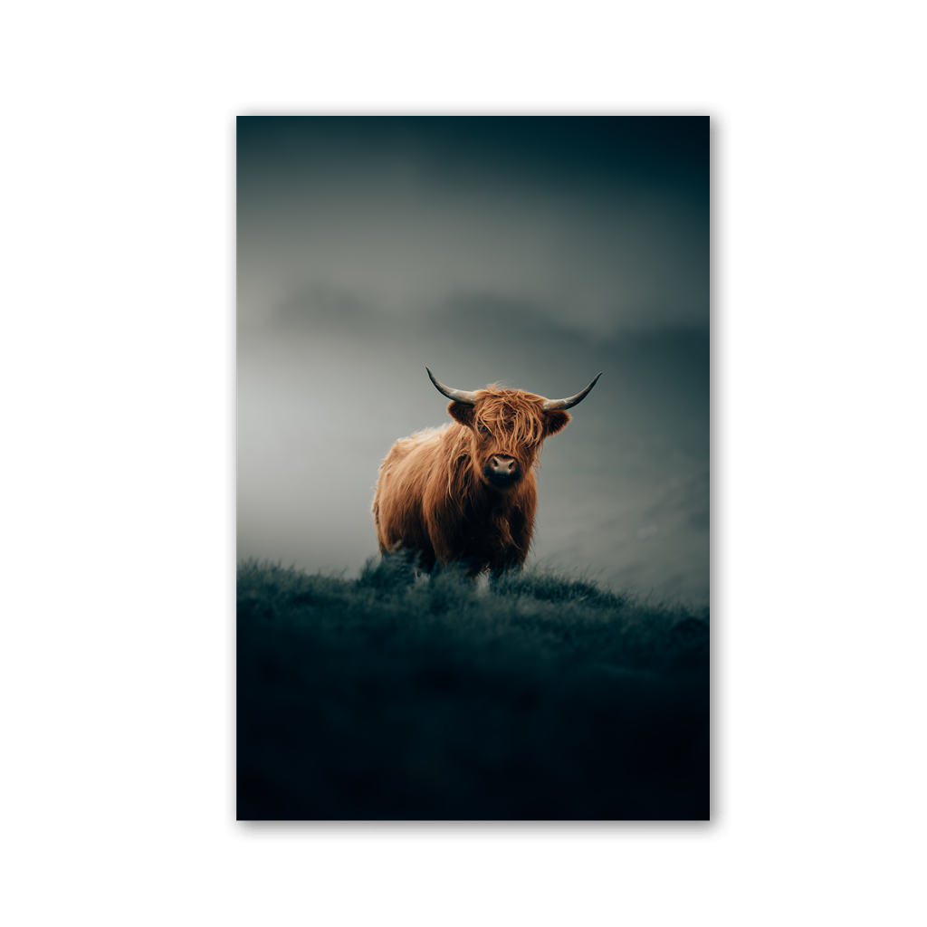 Lone Highland Cattle Guard by Philipp Pilz - Affengeile Bilder