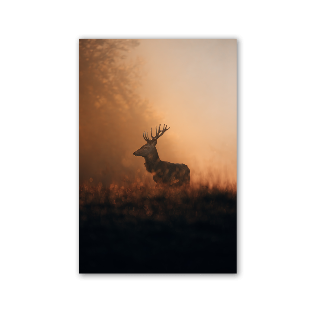 Stag in Golden Dawn by Philipp Pilz - Affengeile Bilder