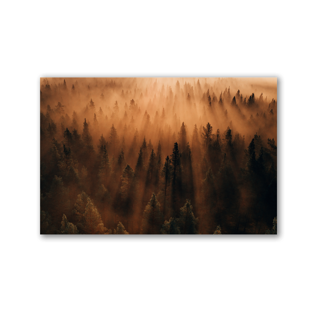 Golden Pine Forest Mist by Philipp Pilz - Affengeile Bilder