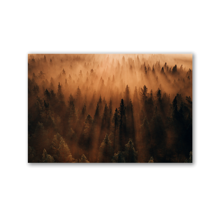 Golden Pine Forest Mist by Philipp Pilz - Affengeile Bilder