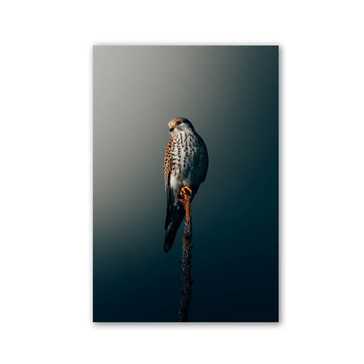 Perched Kestrel Silhouette by Philipp Pilz - Affengeile Bilder