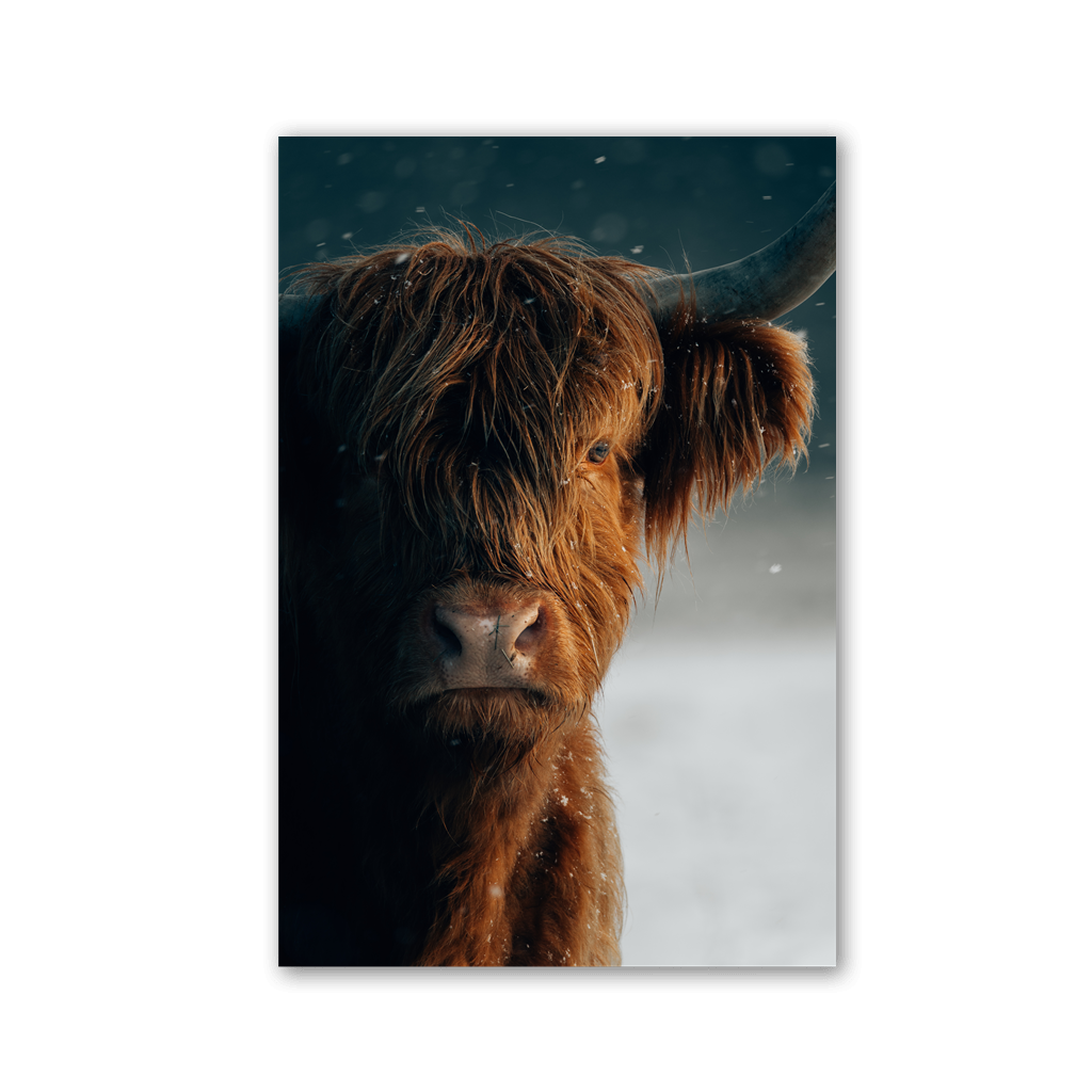 Highland Cattle in Falling Snow by Philipp Pilz - Affengeile Bilder