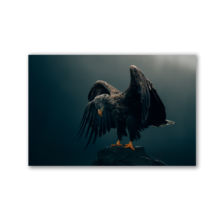 Spreading Wings Sea Eagle by Philipp Pilz - Affengeile Bilder