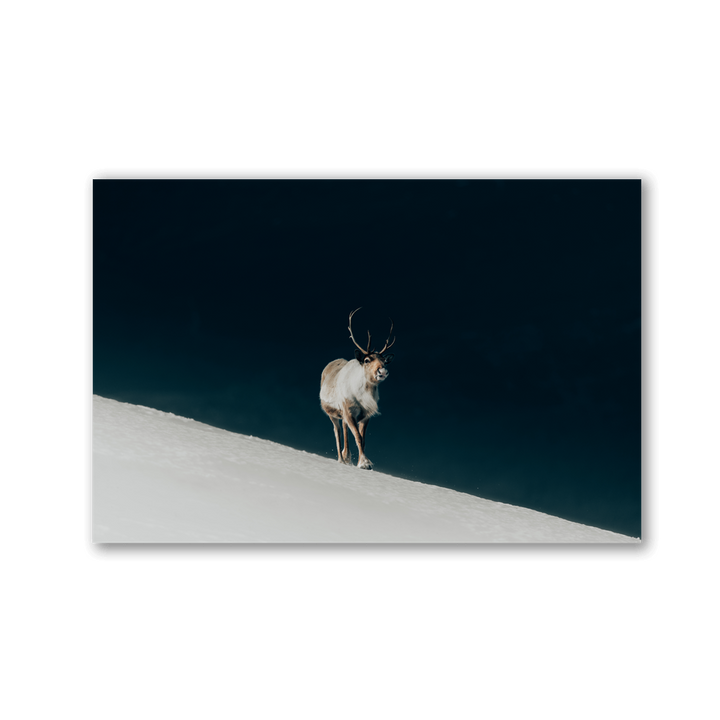 Lone Reindeer on Snow Ridge by Philipp Pilz - Affengeile Bilder