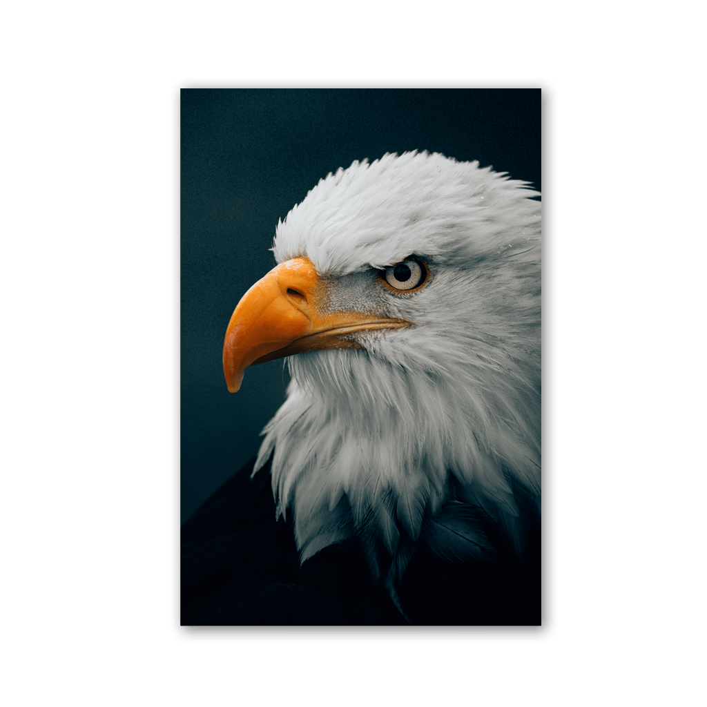 Bald Eagle Piercing Gaze by Philipp Pilz - Affengeile Bilder