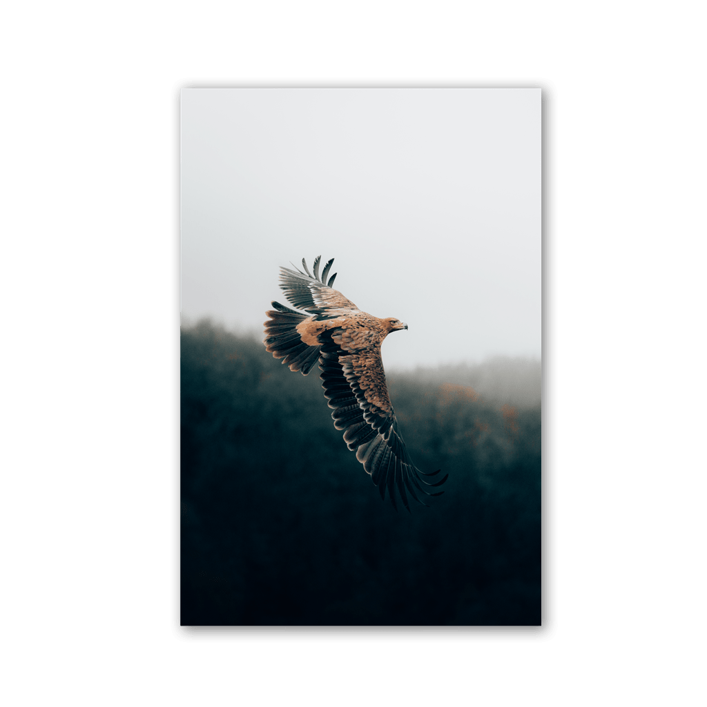 Eagle Over Forest Mist by Philipp Pilz - Affengeile Bilder
