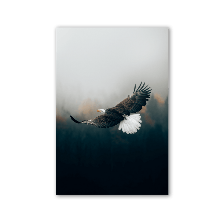 Majestic Eagle Gliding by Philipp Pilz - Affengeile Bilder