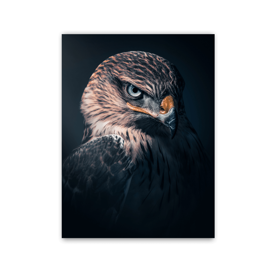 Shadow Hawk Portrait by Zenzdesign - Affengeile Bilder