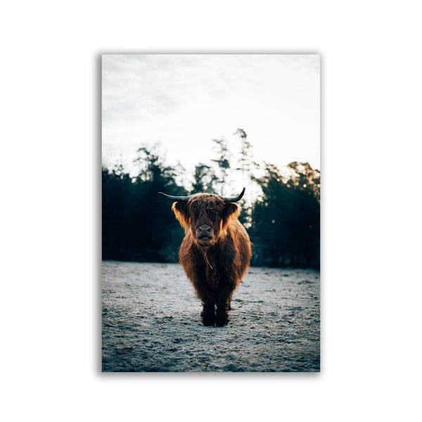 Highland Cow by Philipp Pilz