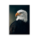 Majestic Eagle by Philipp Pilz