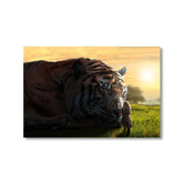 Dream Big-Tiger by Himmelmiez - Affengeile Bilder