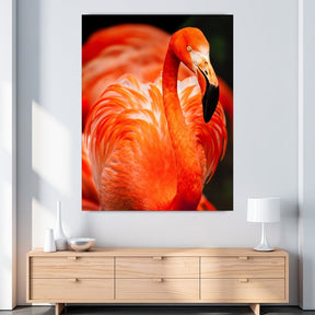 "Flamingo" ﻿ - Affengeile Bilder