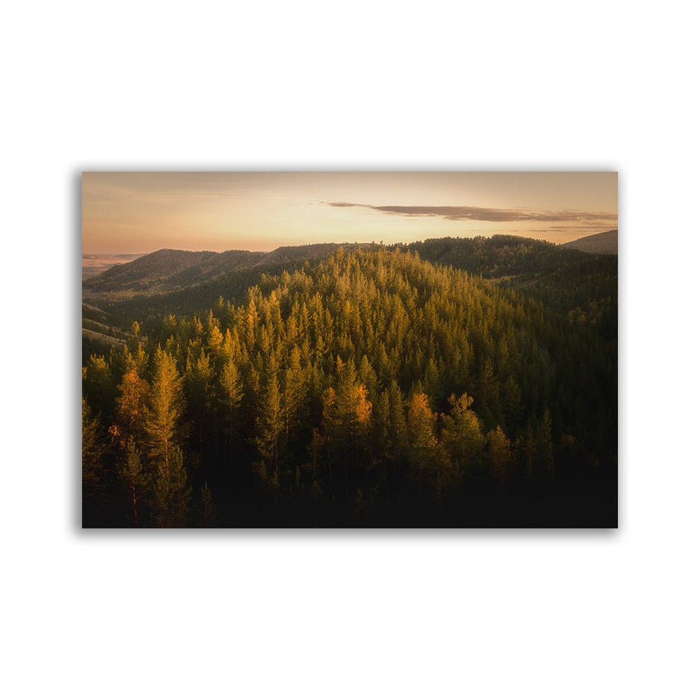 "Forest Hills" - Affengeile Bilder