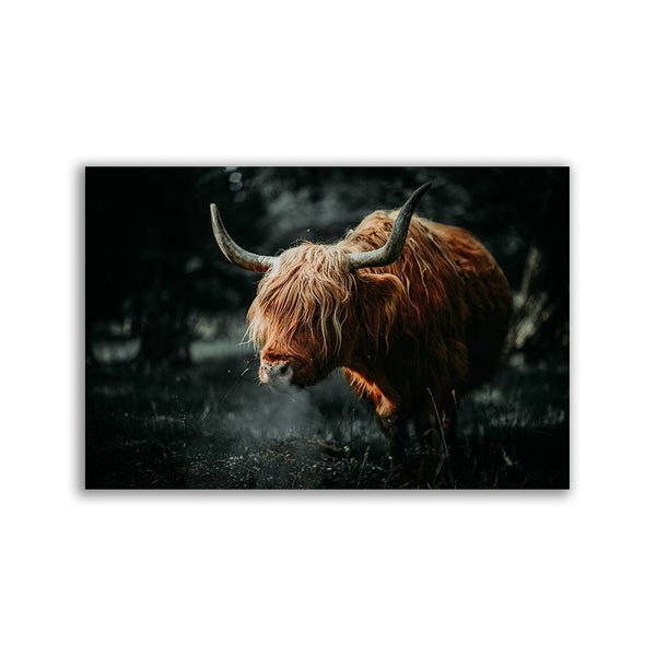 "Highland Cow" by Adrian Vieriu - Affengeile Bilder
