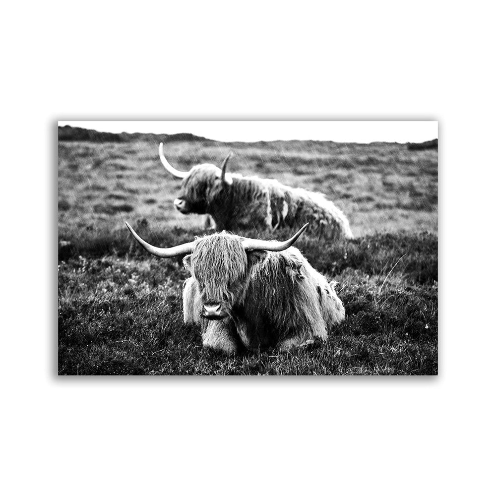 "Highland Cows" - Affengeile Bilder