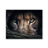 Lion Hiding by Zenzdesign - Affengeile Bilder