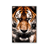 Tiger Portrait by Adrian Vieriu - Affengeile Bilder